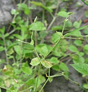 IMG_2530