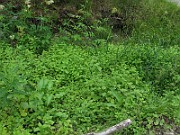 IMG_2531