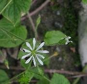 IMG_2532