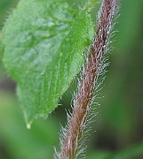 IMG_2546
