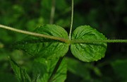 IMG_2854