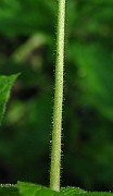 IMG_2858
