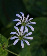 IMG_5945