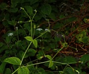 IMG_5950