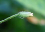 IMG_5952