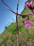 IMG_4260