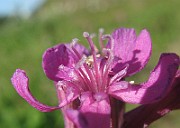 IMG_4268