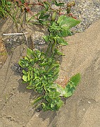 IMG_0898