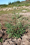 IMG_1755