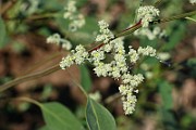IMG_1761