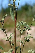 IMG_1763