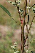 IMG_1764