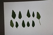IMG_1775