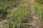 IMG_1752