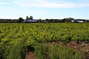 IMG_1766