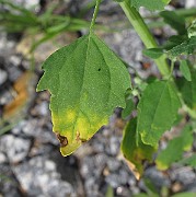 IMG_7955