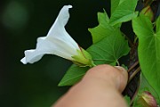 IMG_6749