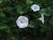 IMG_7090