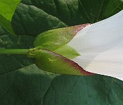IMG_7092
