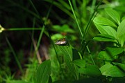 IMG_2515
