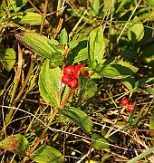 IMG_5956