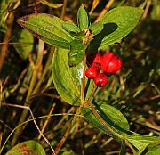 IMG_5958
