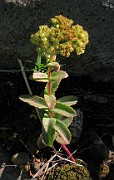Hylotelephium telephium subsp. maxima