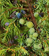 IMG_0686