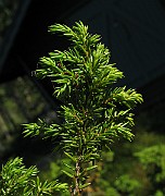 IMG_8101
