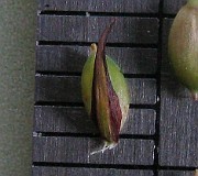 IMG_3894