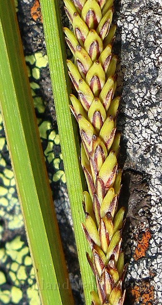 IMG_0600b.jpg