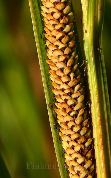 IMG_1412.JPG