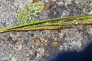 IMG_0600