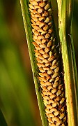 IMG_1412