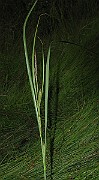 IMG_1776