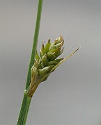IMG_6655