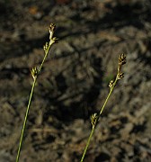 IMG_4091