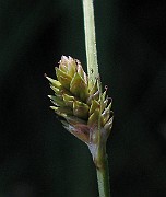IMG_5524