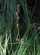 IMG_5530