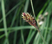 IMG_5530b