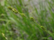 IMG_6465