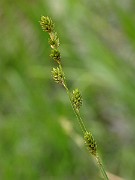 IMG_6468