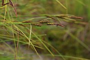 IMG_0459