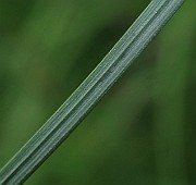 IMG_1787