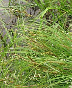 IMG_6458