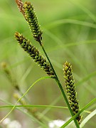 IMG_6463