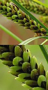 IMG_6463b