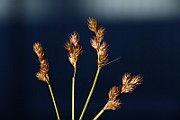 IMG_1355