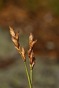 IMG_1475