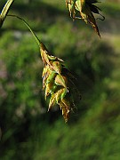 IMG_2184